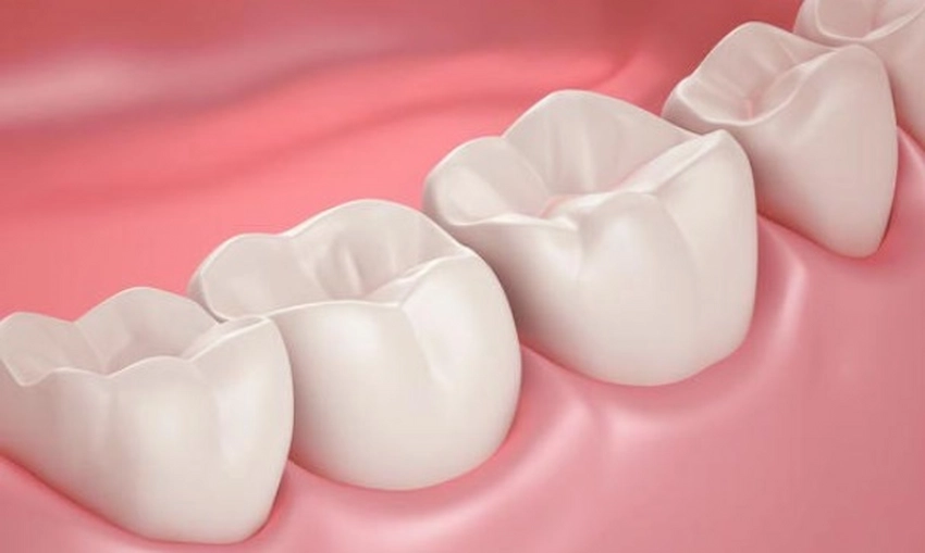 molars adult