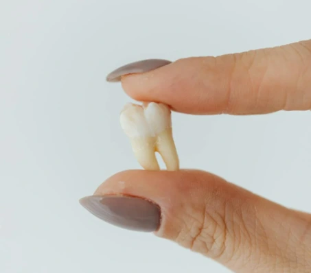 person holing a tooth