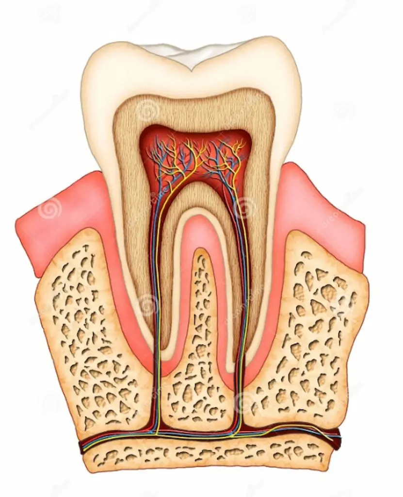 structure des dents