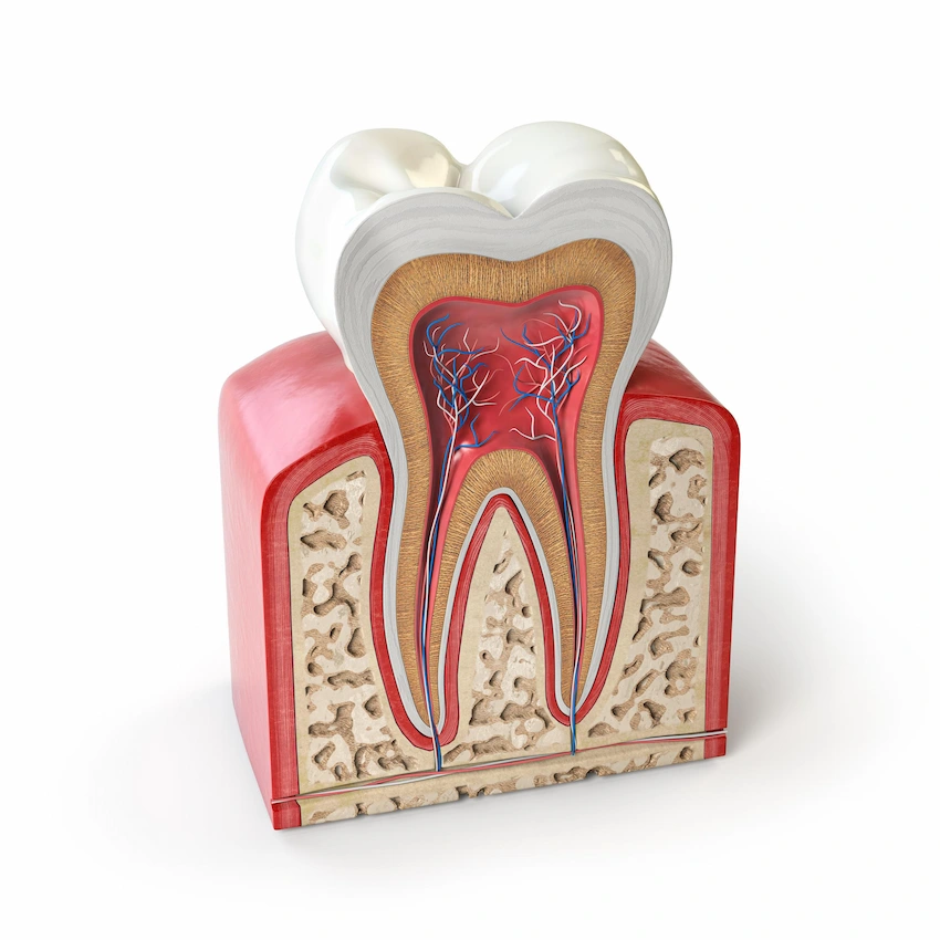 parties de la structure des dents