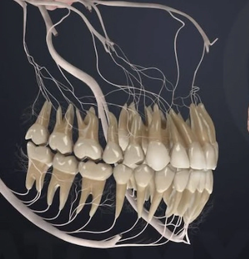 nervio trigémino dientes