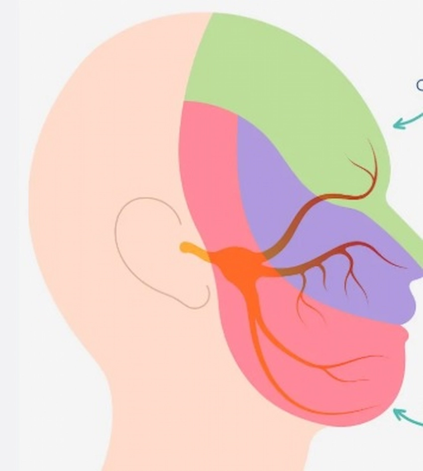 trigeminal nerve