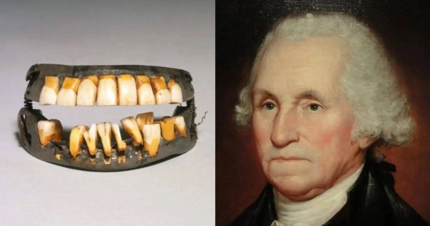 est-ce que george washington avait des dents en bois la vérité sur les dents en bois de george washington