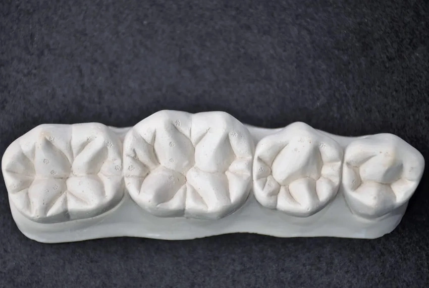 premolar teeth adults