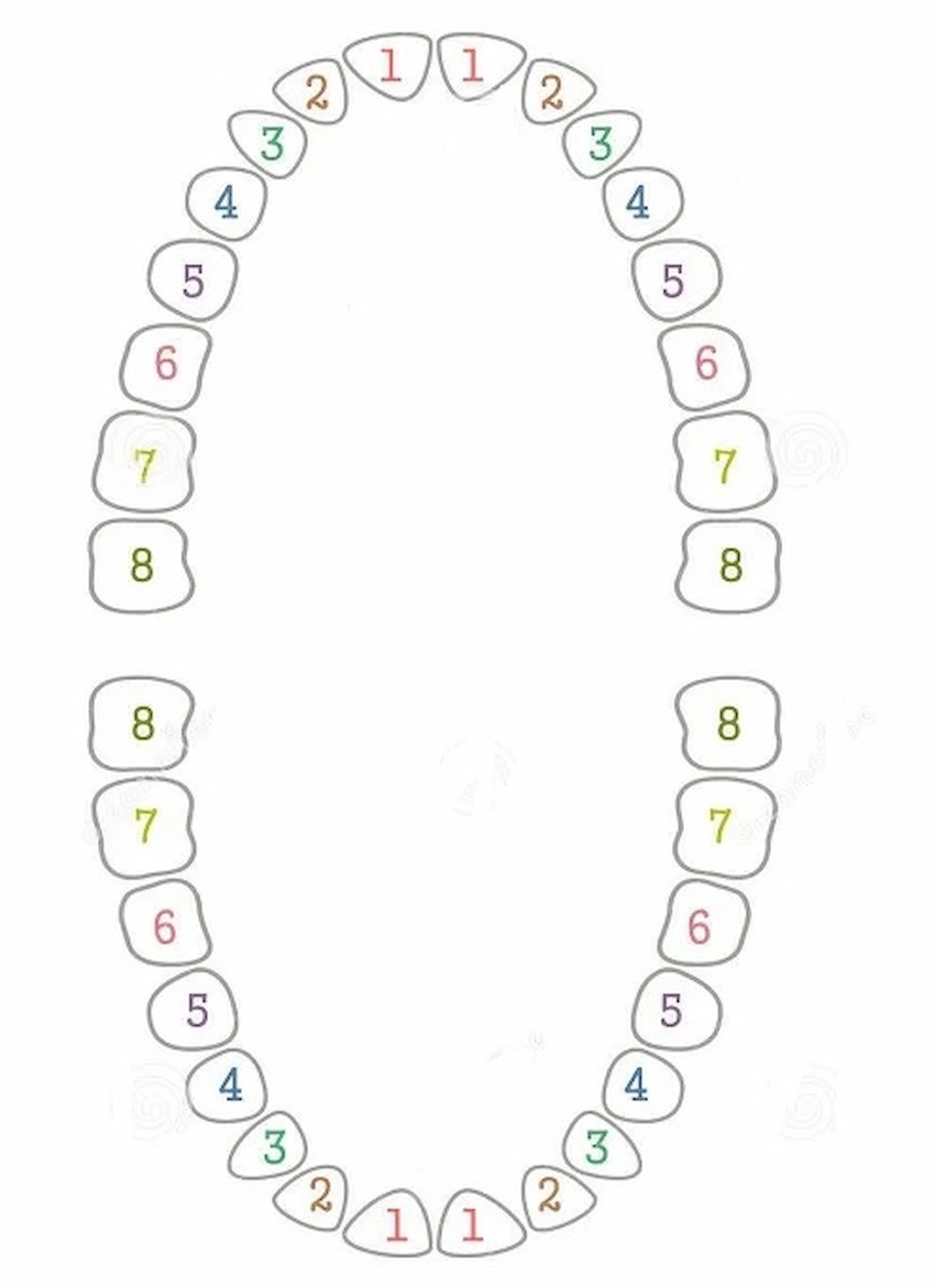 teeth number chart