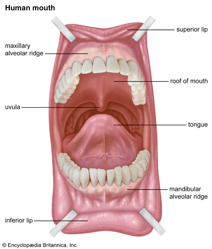 anatomía del surco alveolar